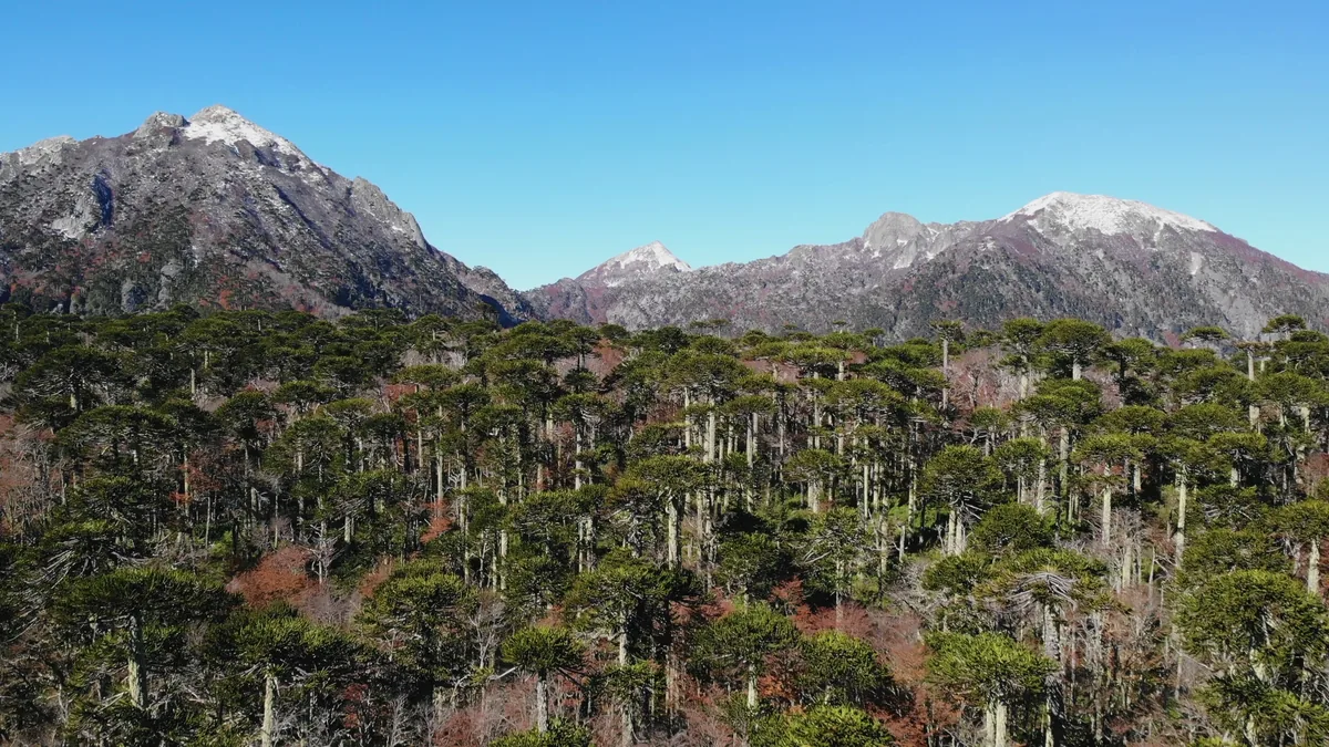 Floresta de araucárias do Parque Nacional Nahuel Huapi, com picos nevados ao fundo em dia de céu limpo