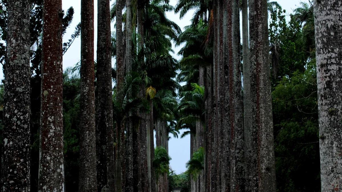 Aleia de palmeiras imperiais do Jardim Botânico do Rio de Janeiro
